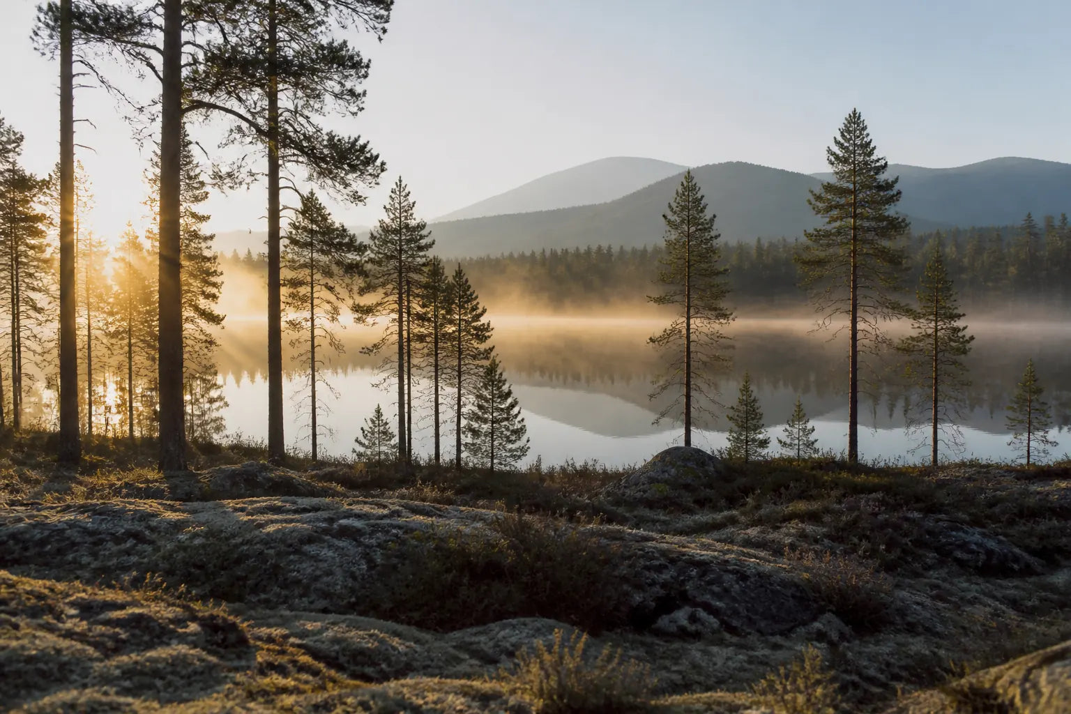 Nordic forest shoreline at dawn